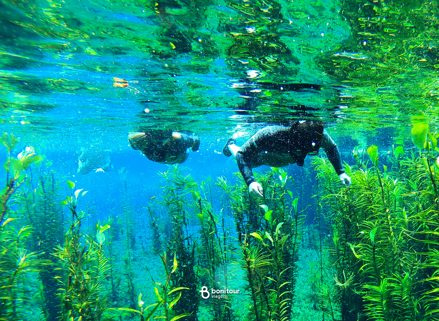 Homem praticando snorkeling no Rio Azul com várias plantas aquáticas.