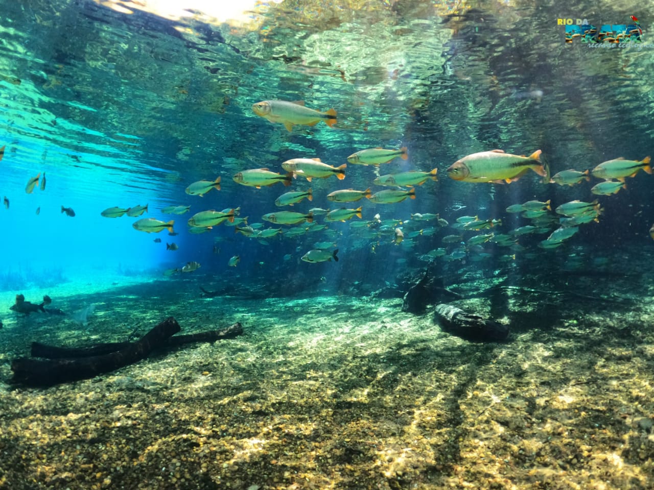 Flutuação pelas águas cristalinas do Rio da Prata, Bonito MS