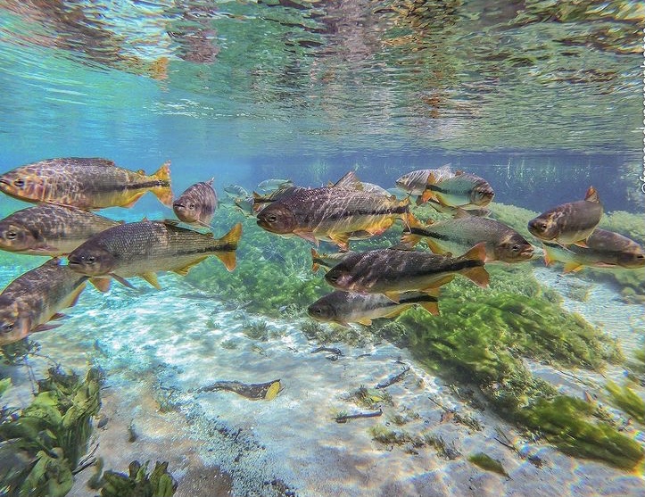Flutuação Rio Sucuri Bonito MS