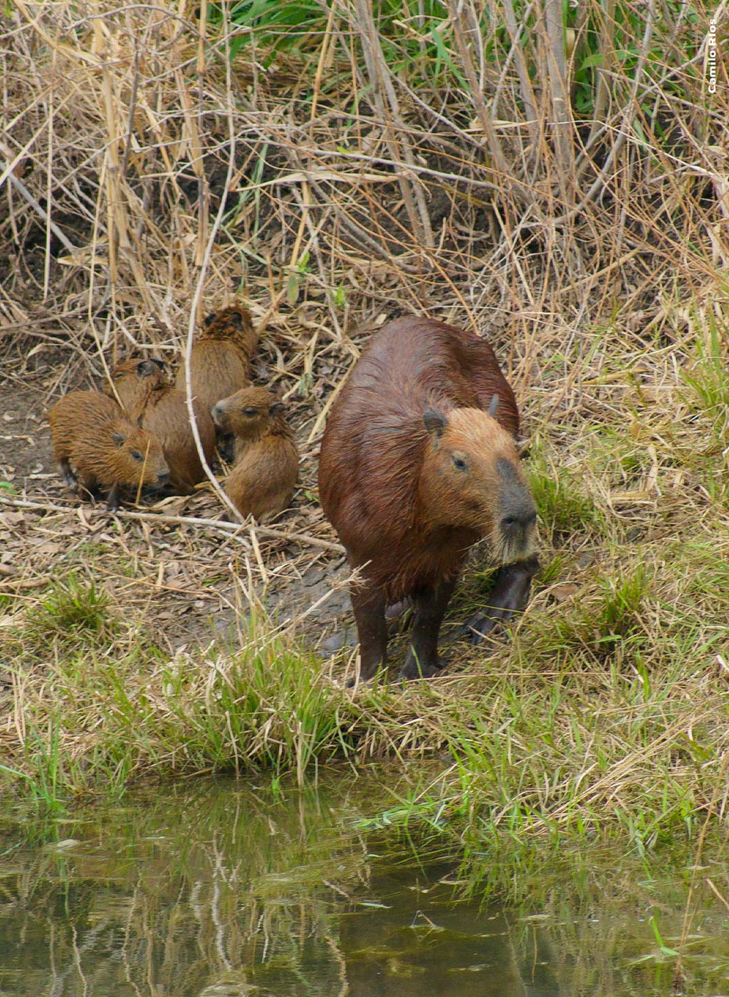 Mãe capivara e seus filhotes na natureza