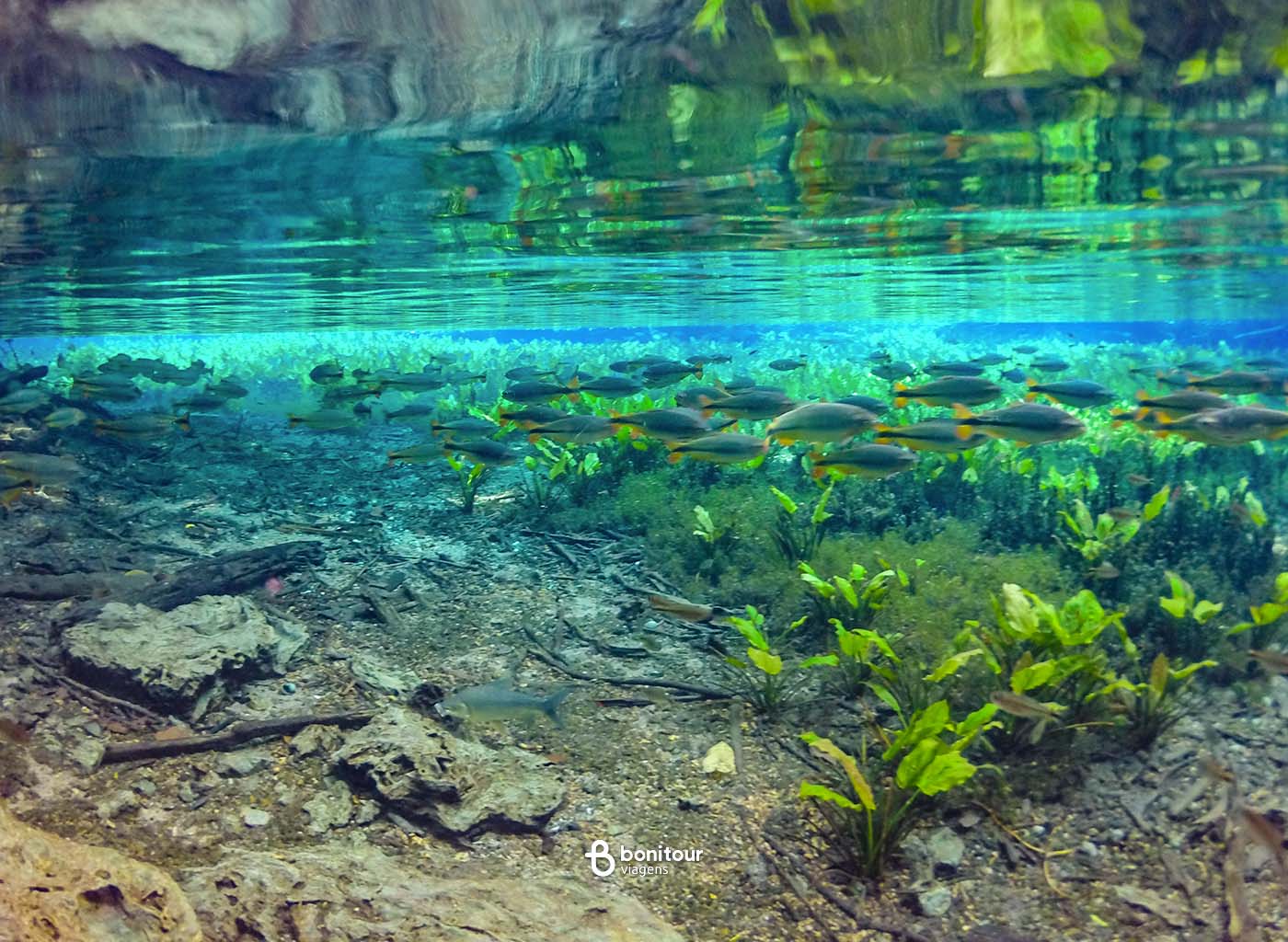 Aquário Natural de Bonito, de dentro da água com vários peixes e flora local.