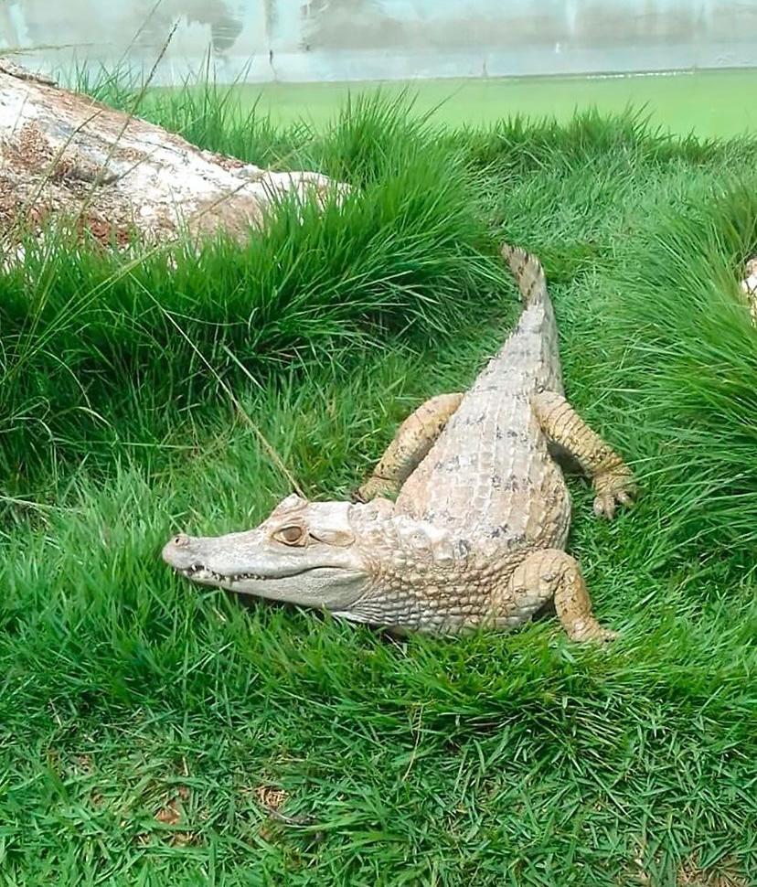 Bio Park, Urbanos em Bonito MS