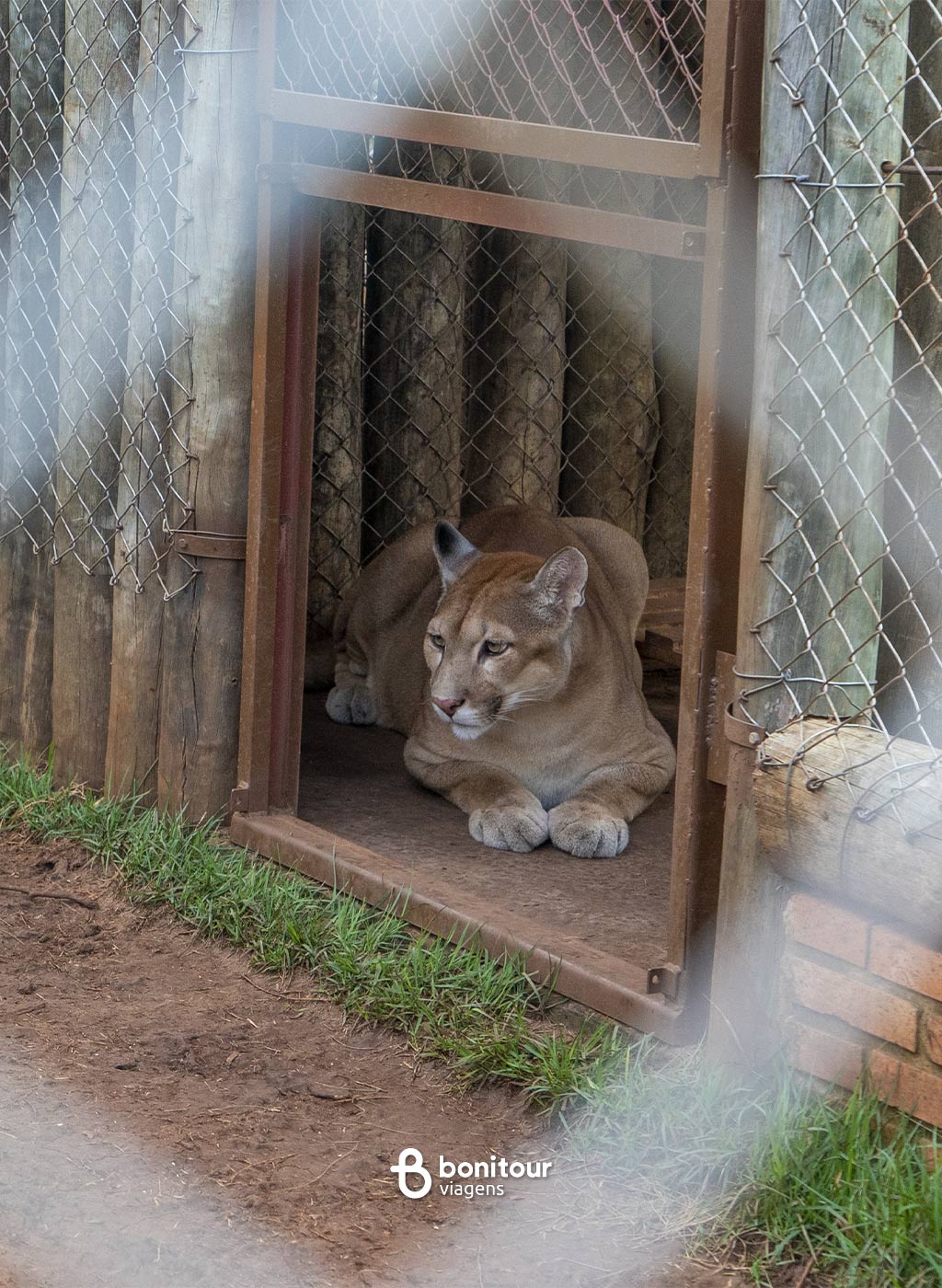 Felino dentro de estrutura do Bio Park