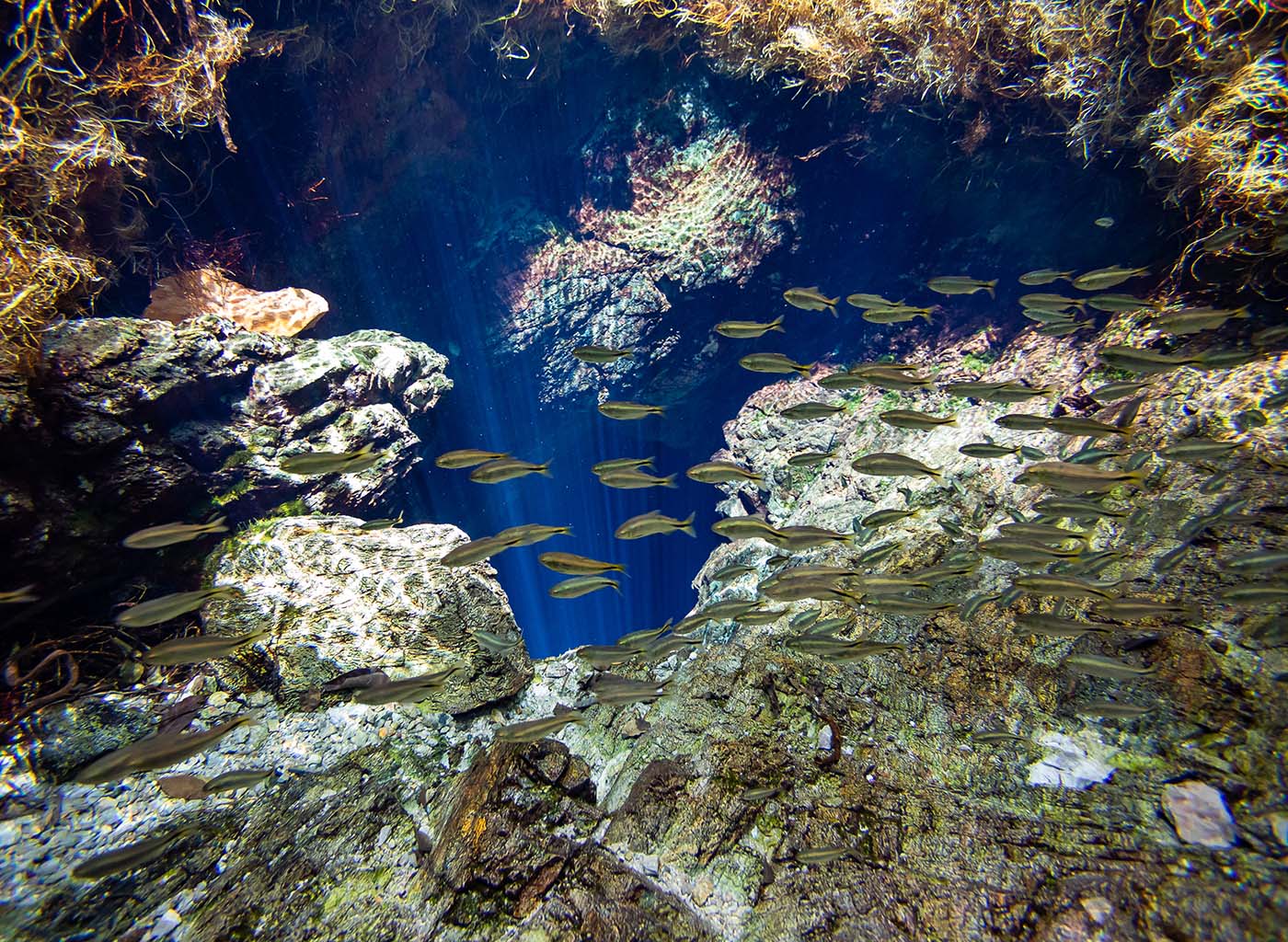 Nascente do rio chapena com peixes em Bonito MS