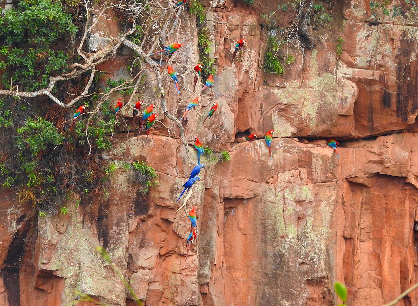 Araras sentadas nas arvores no Buraco das Araras