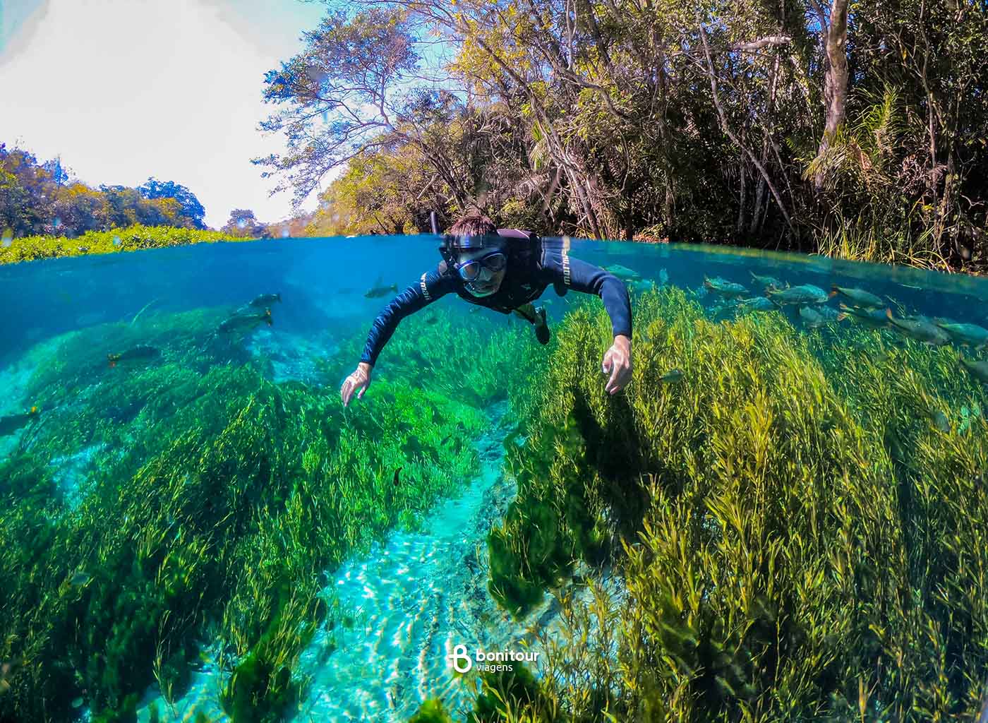 Foto de dentro e fora da água do rio, com uma pessoa com snorkel, flutuando nas águas cristalinas do Rio Sucuri com flora subaquática local embaixo.