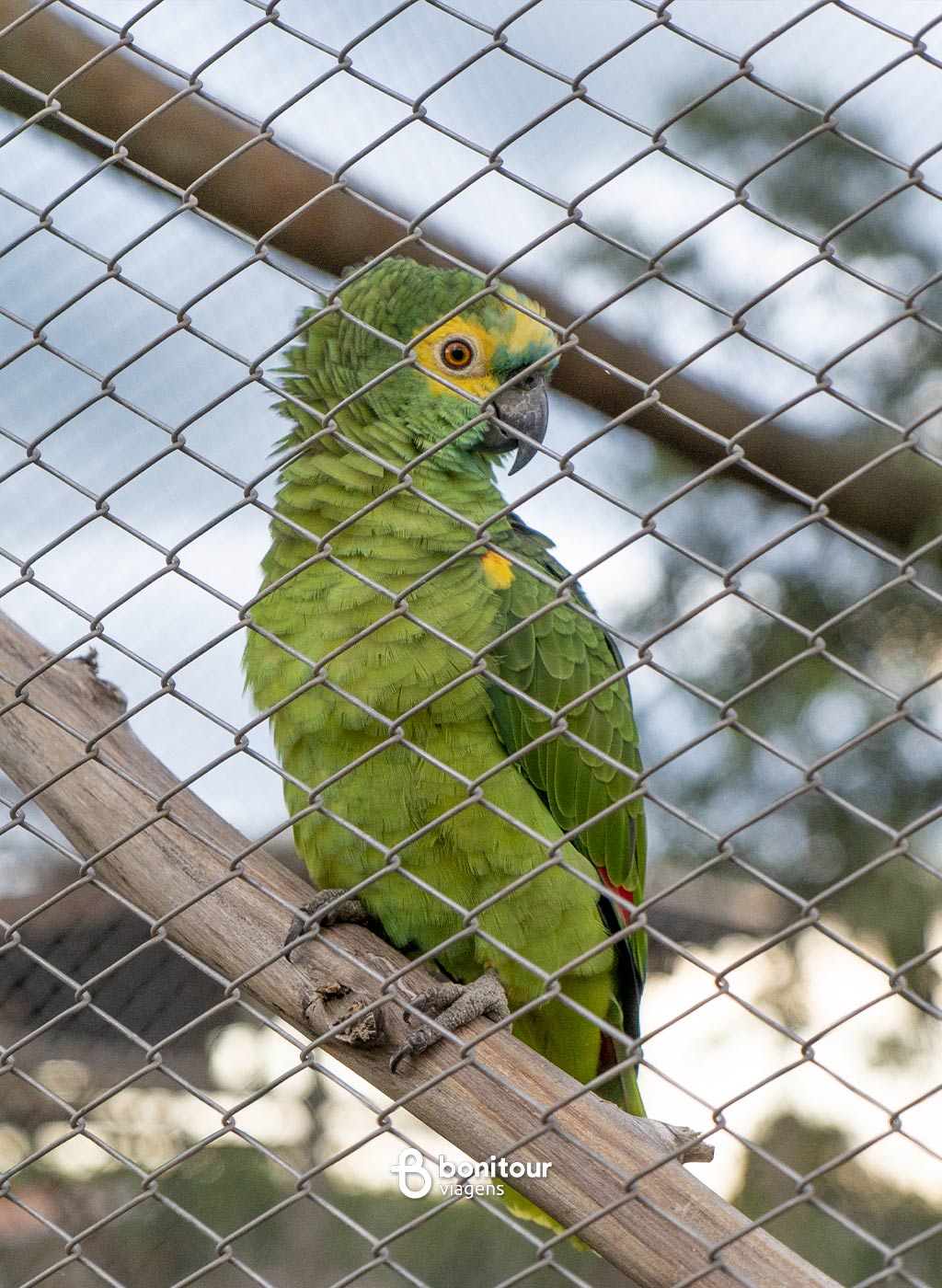 Papagaio bem próximo com penas ouriçadas