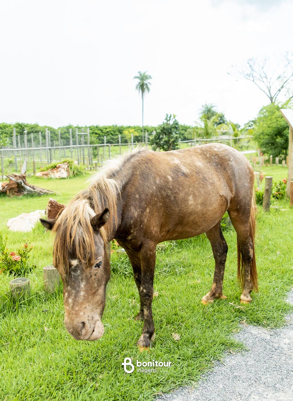 Animais dentro da estrutura do Bio Park