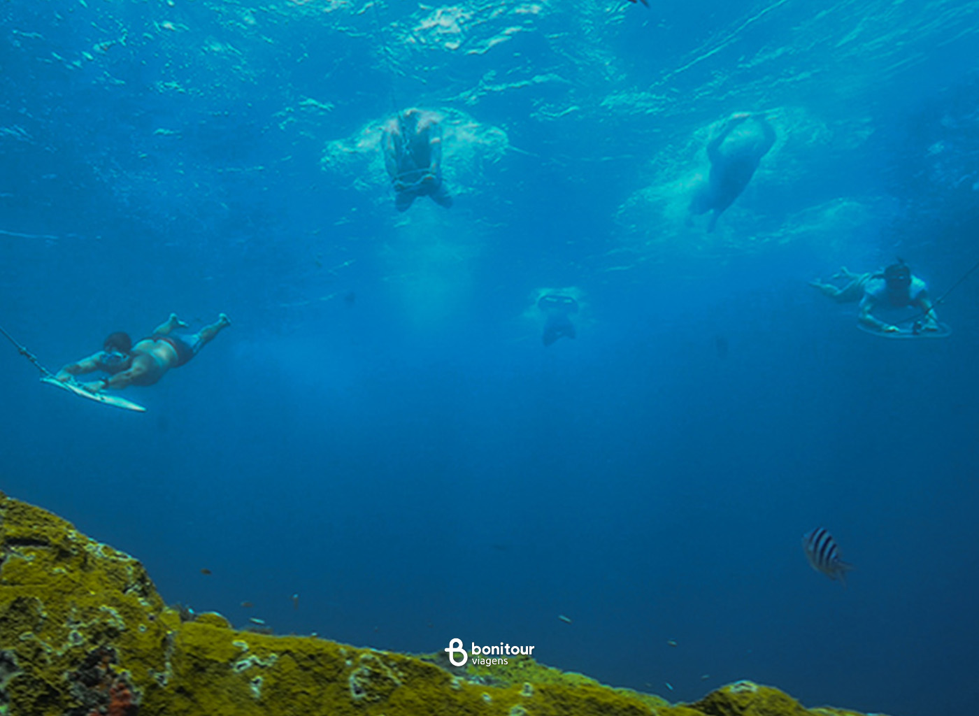 Pessoas realizando o mergulho aqua sub reboque em mar de Fernando de Noronha