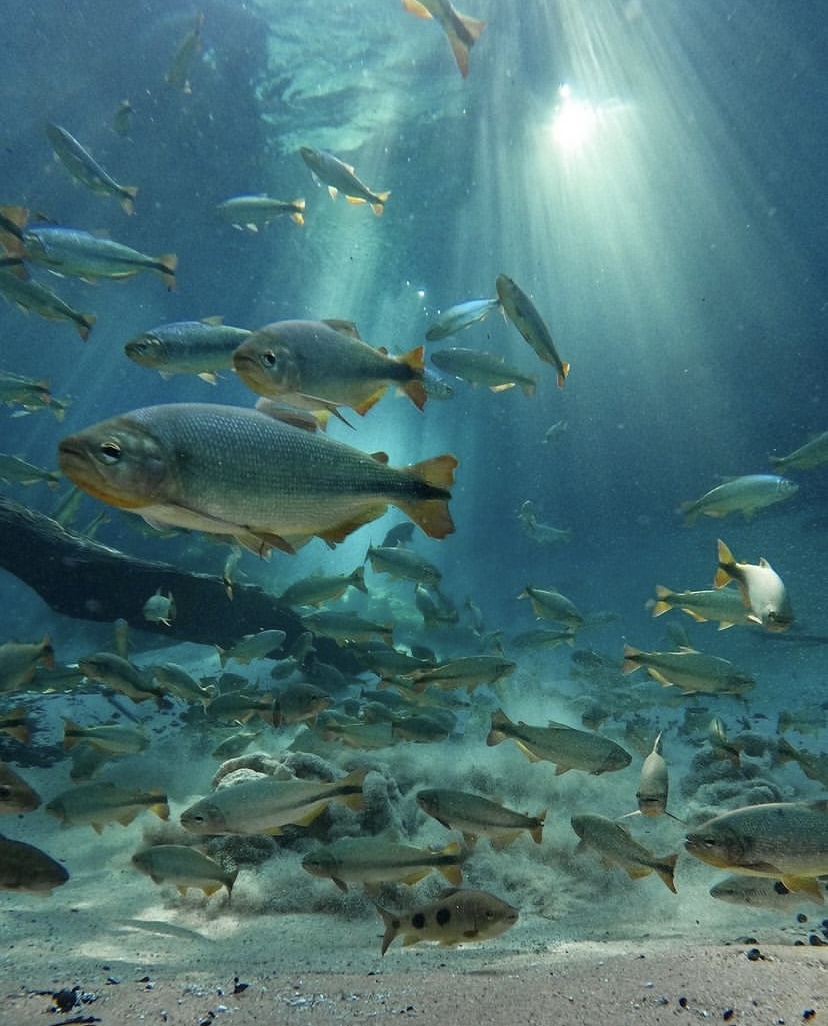 Rio da Prata Flutuação