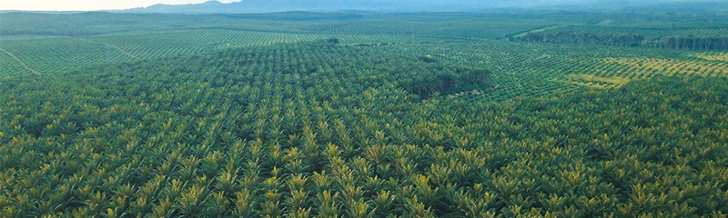 Perkebunan