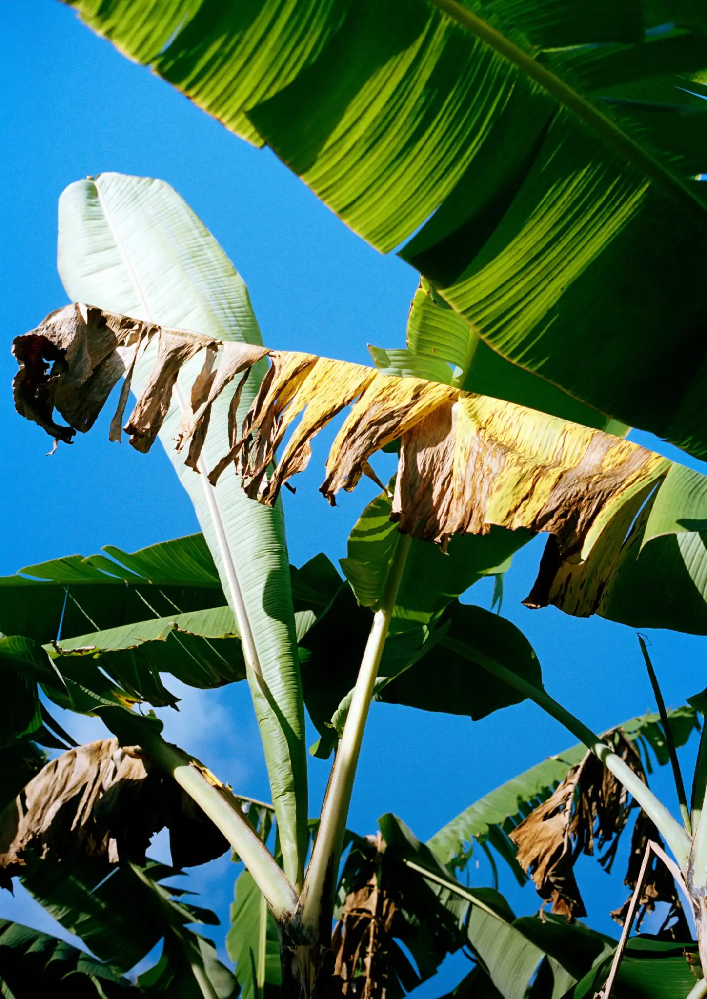 Léa SOTTON, Végétal, Mayotte, Photography