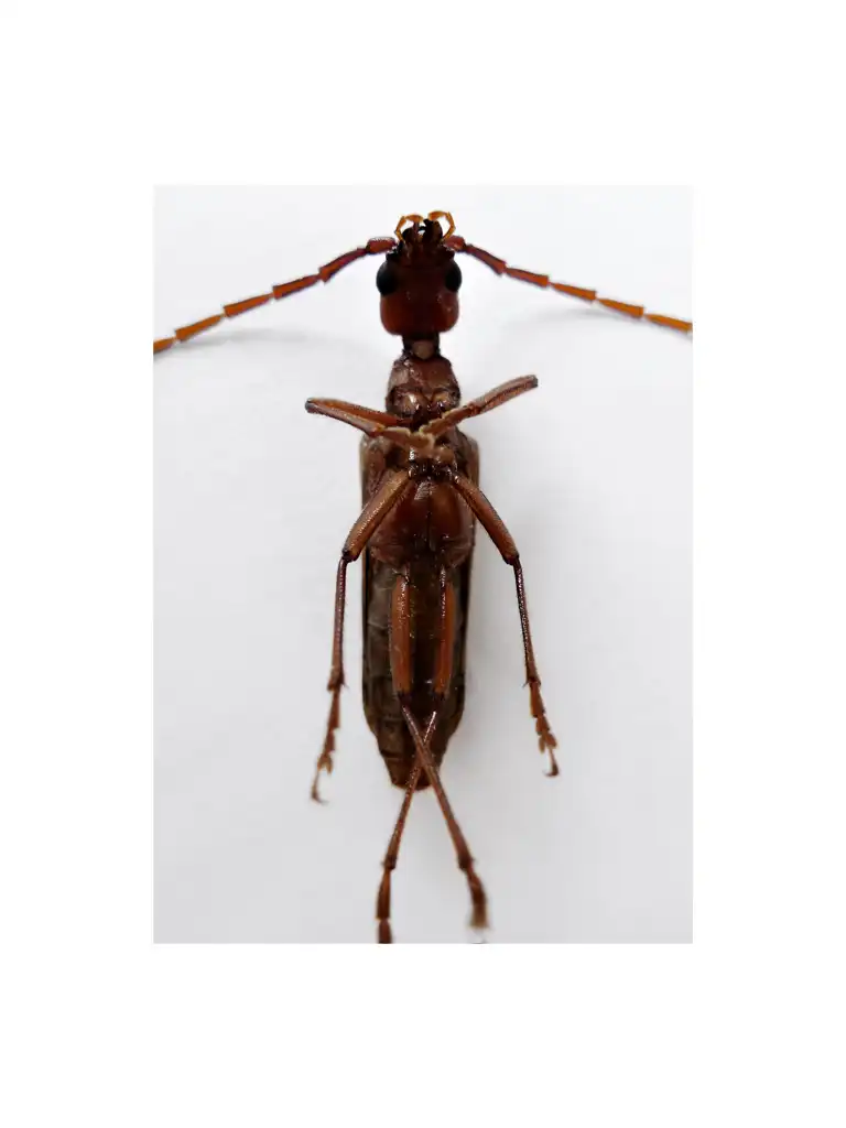 Eric GIZARD, 7 - INSECTE - INSECT, Photography