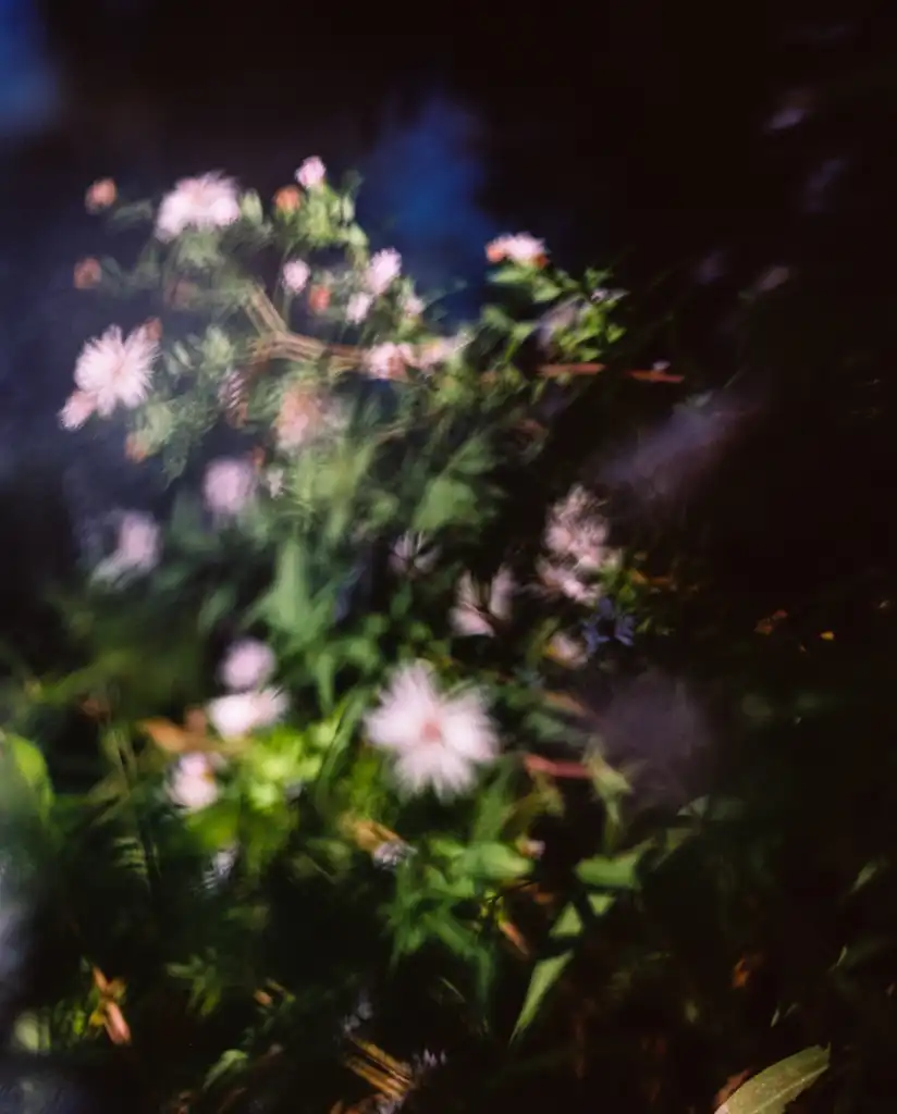 Julia GENET, Vision fleurs V, Photography