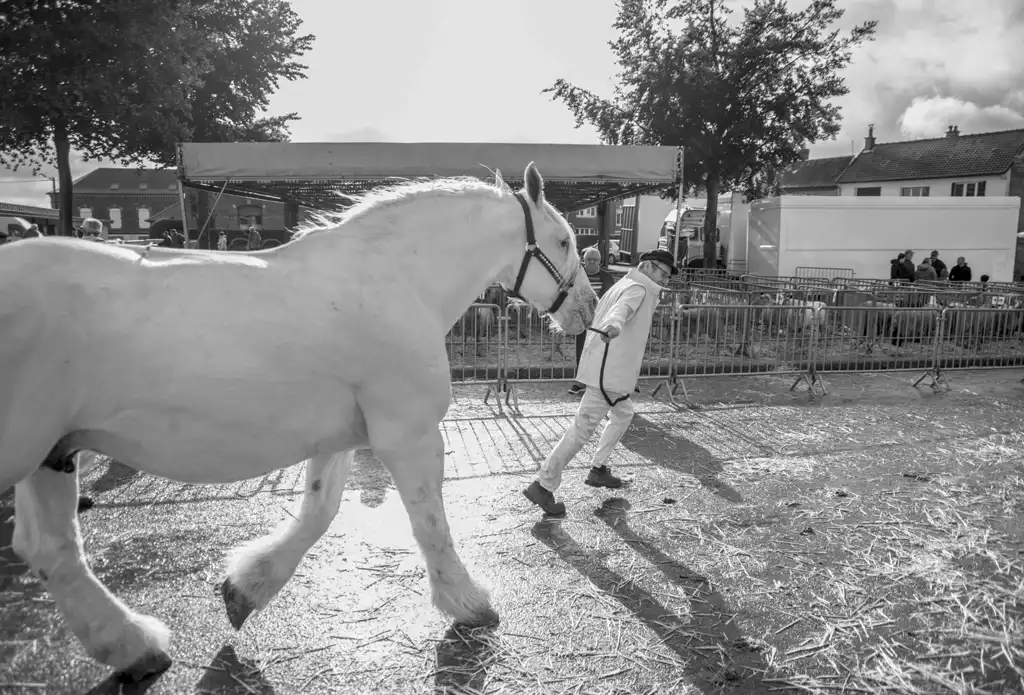 Dominique LACOUR, OISEMONT 2019, Photography