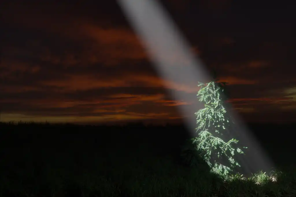 Nathan GHALI, Portrait de l'arbre solitaire, Photography