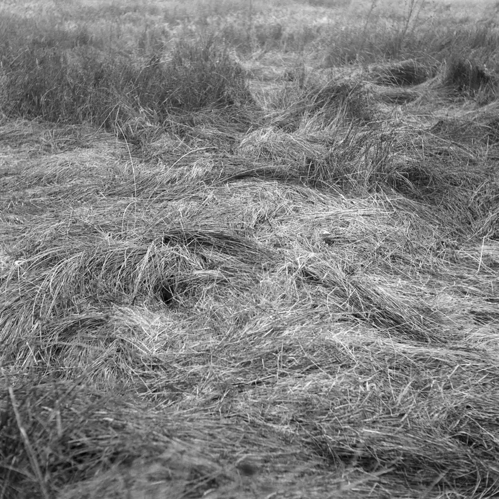 Marie PERRAUDIN, Passage de Sanglier, Bourgogne, 2019, Photography