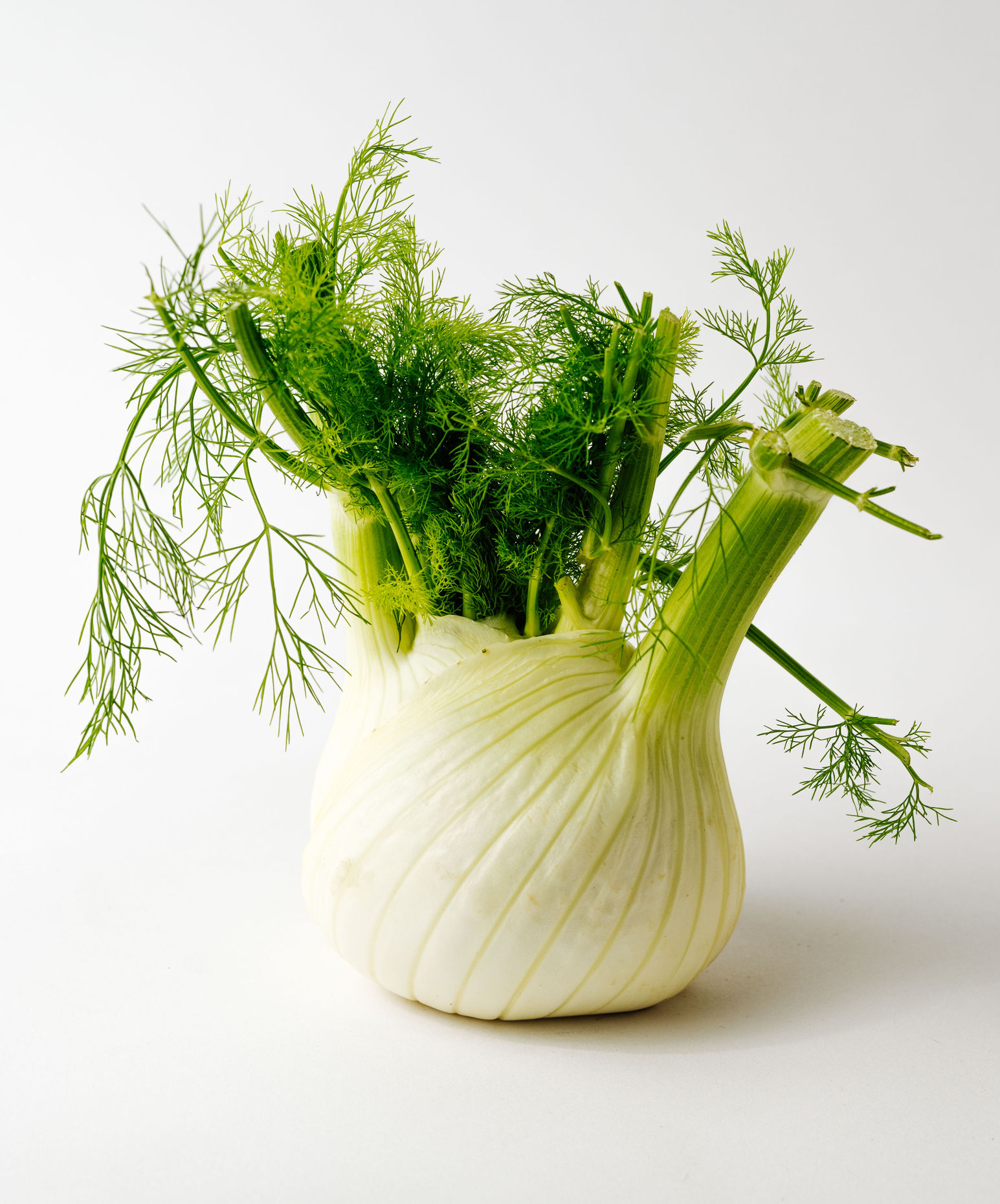 Fennel