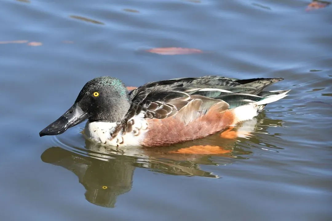 Species Image