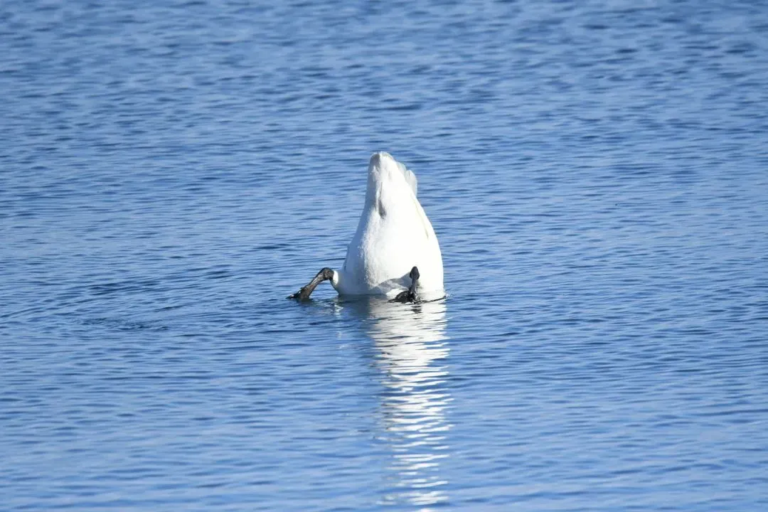 Species Image