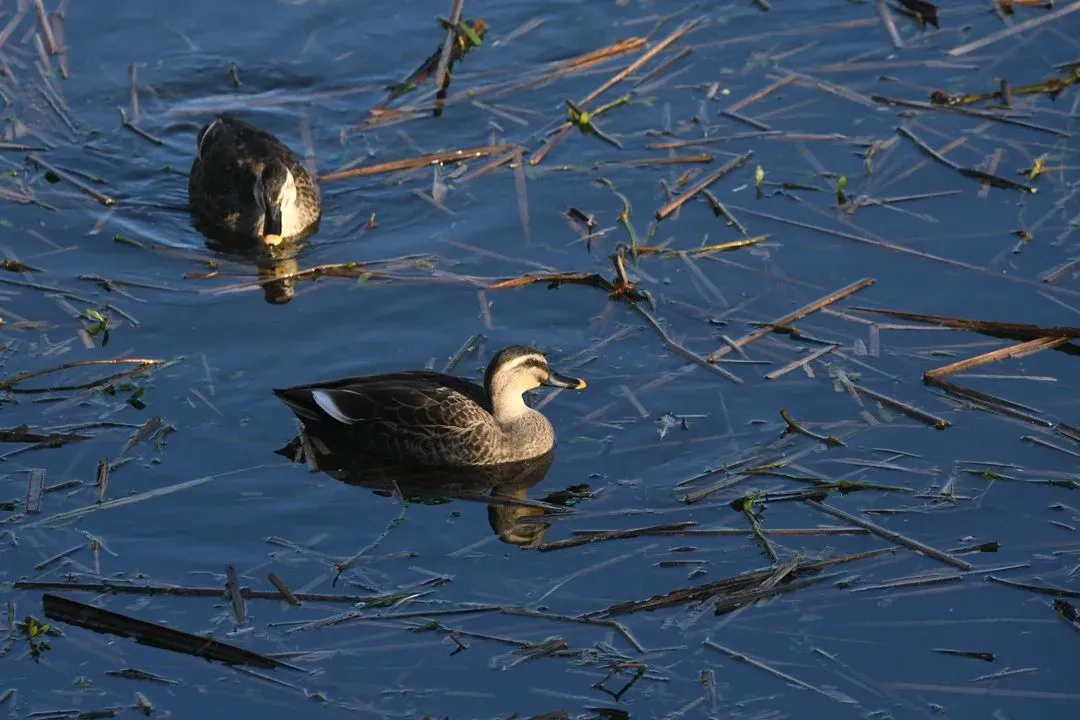Species Image