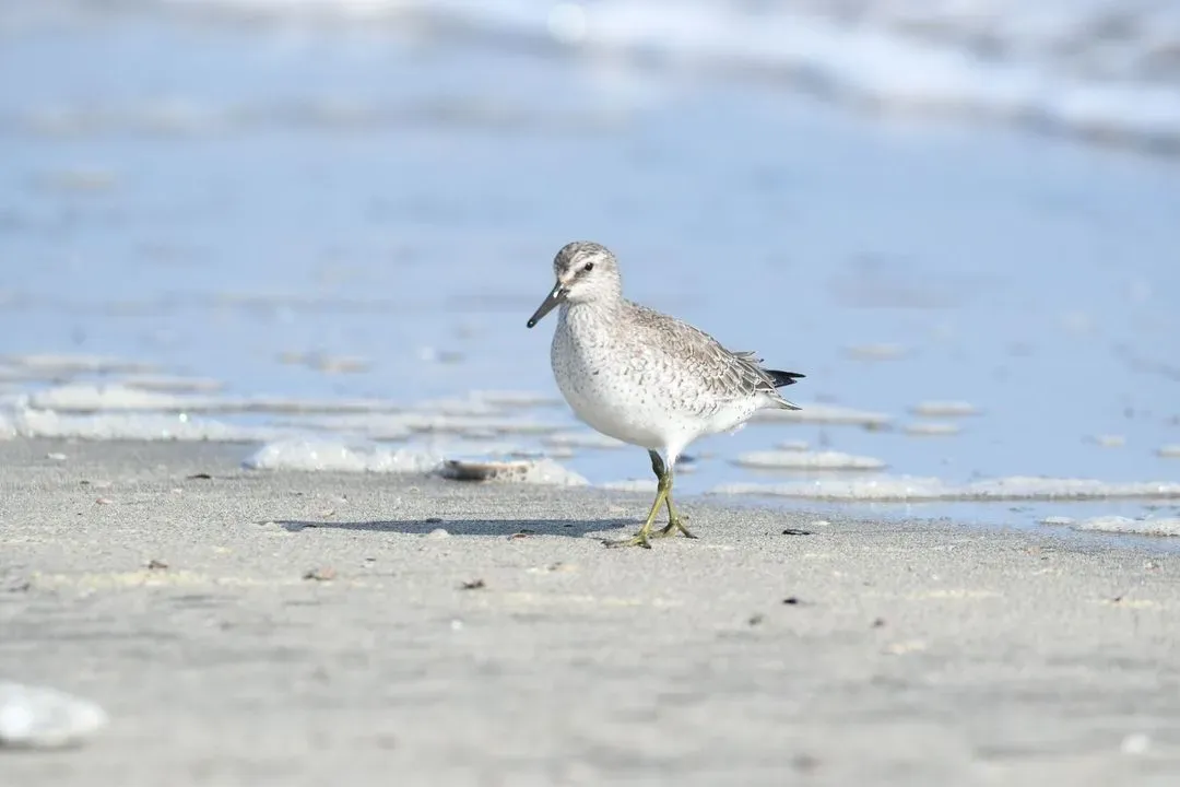 Species Image