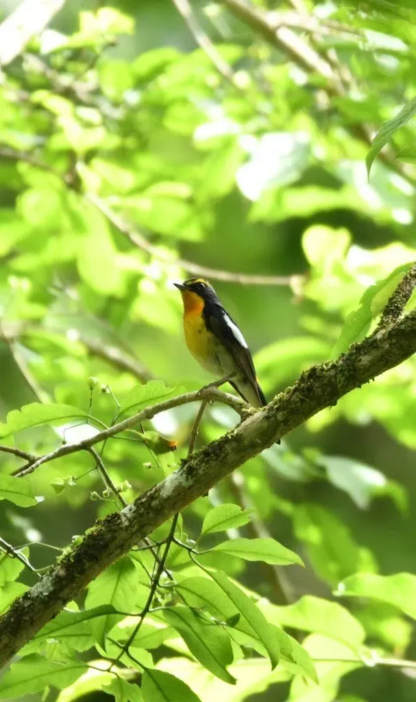Species Image