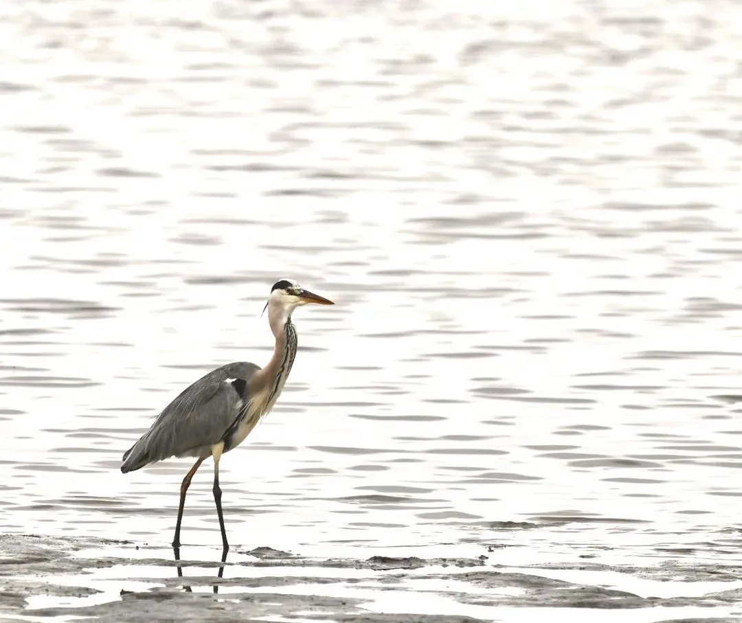 Species Image