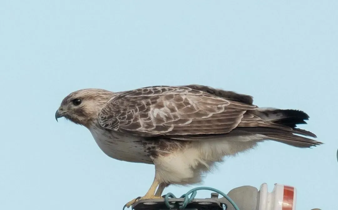 Species Image