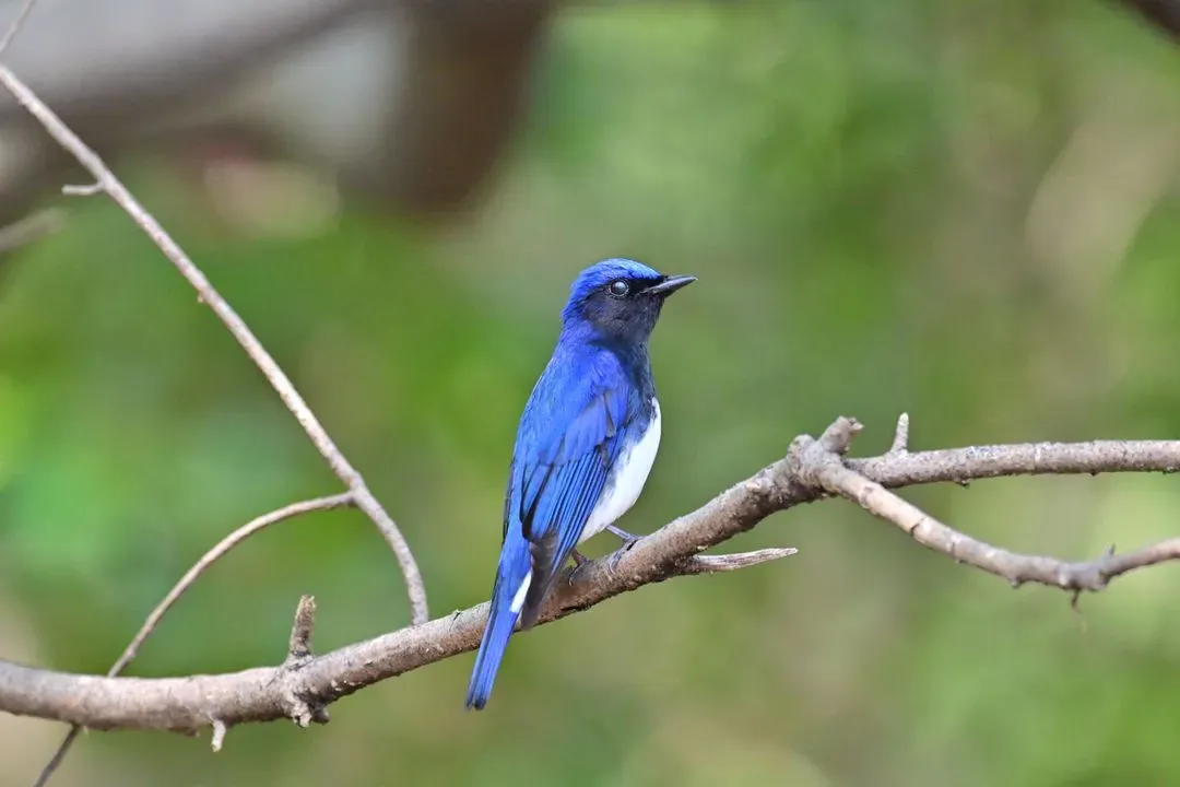 Species Image
