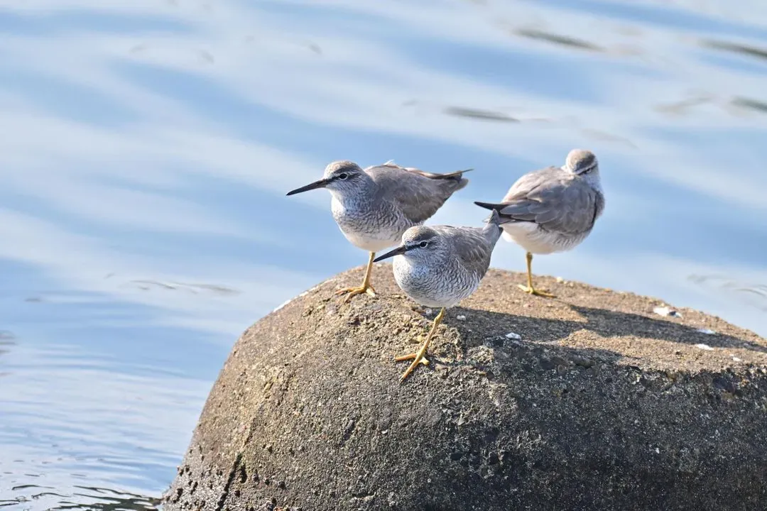 Species Image