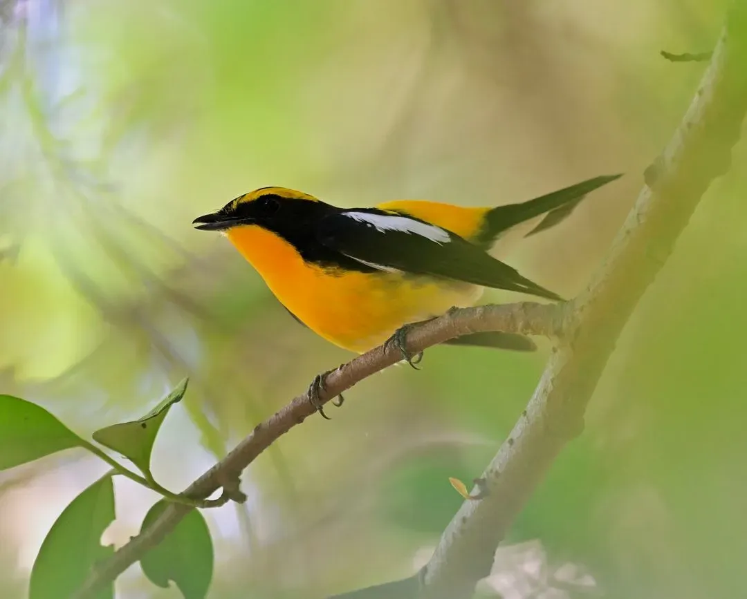 Species Image