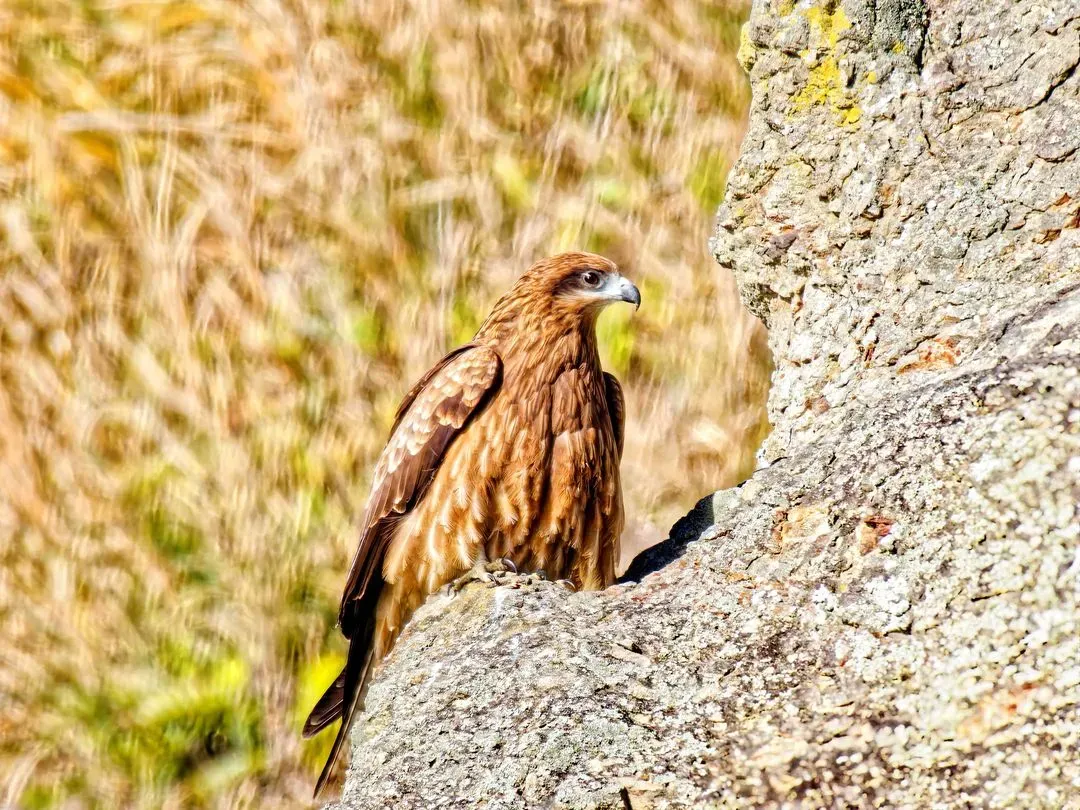 Species Image
