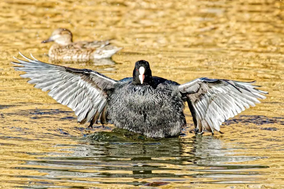 Species Image
