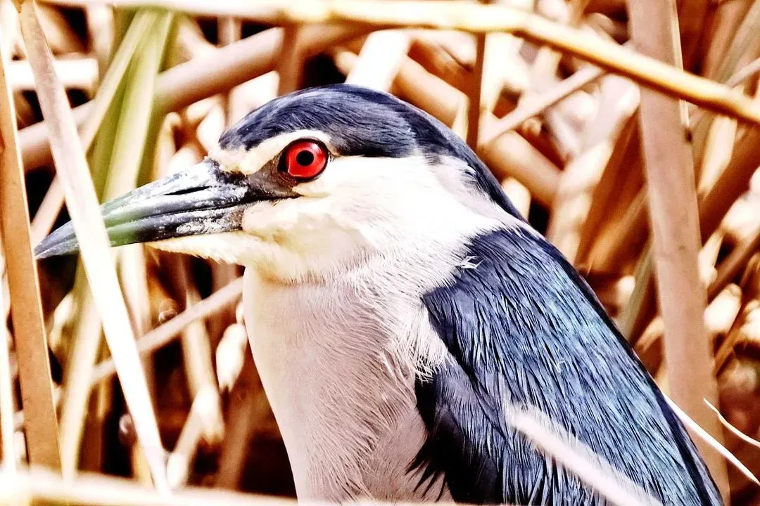 Species Image