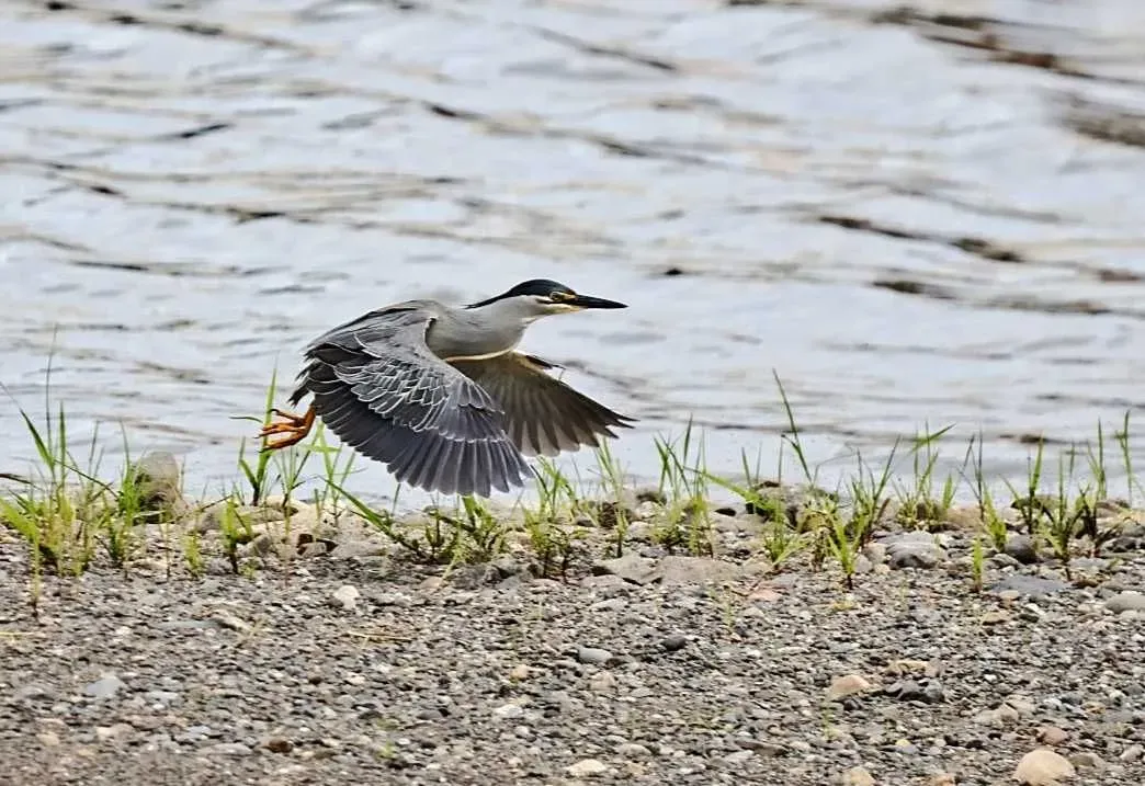 Species Image