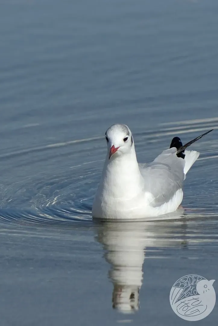 Species Image