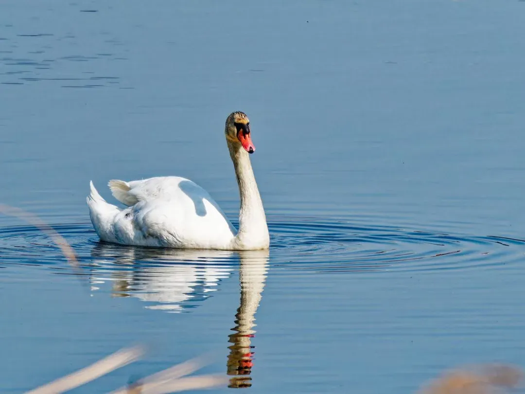 Species Image