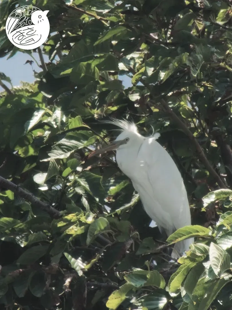 Species Image