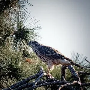 Species Image