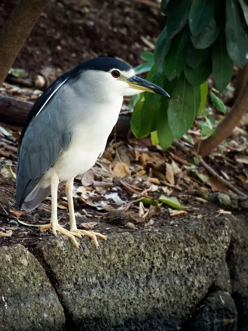 Species Image