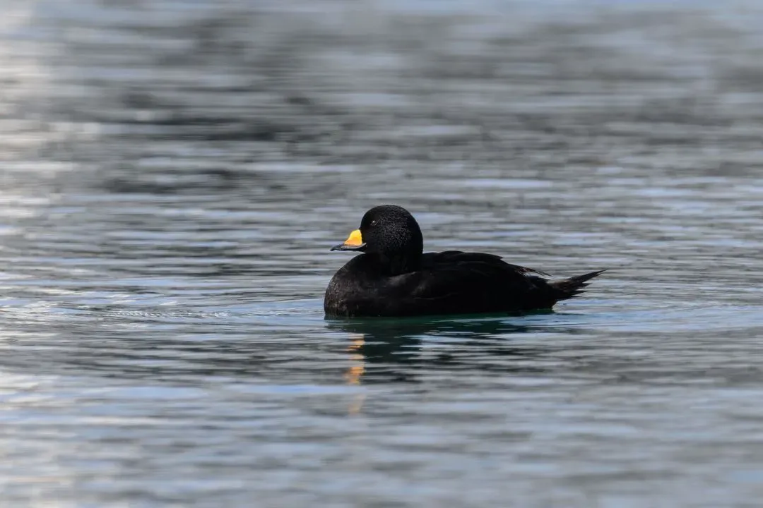 Species Image