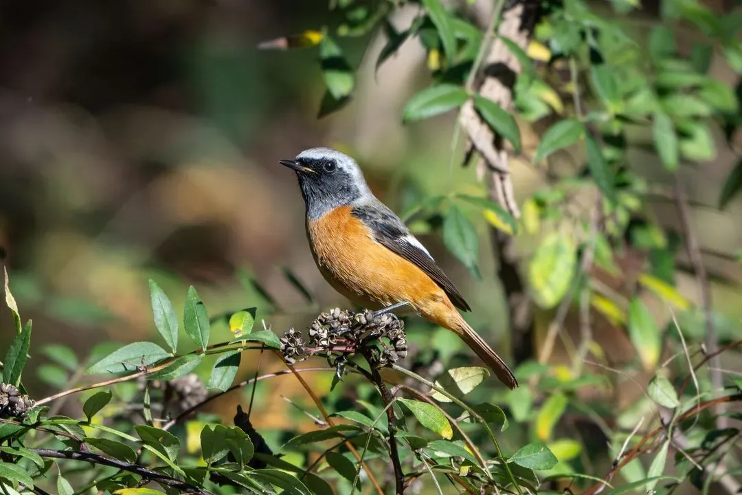 Species Image