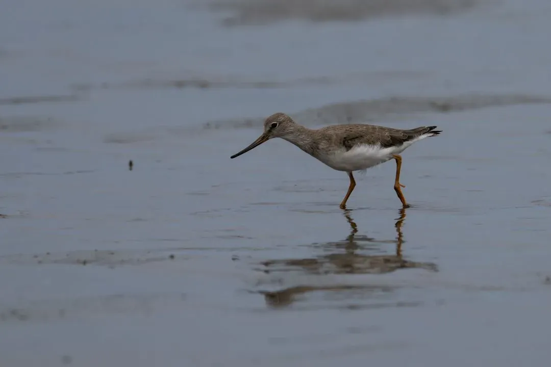 Species Image