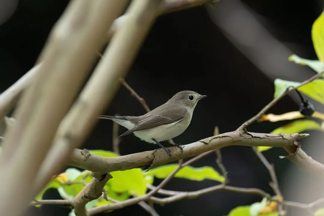 Species Image