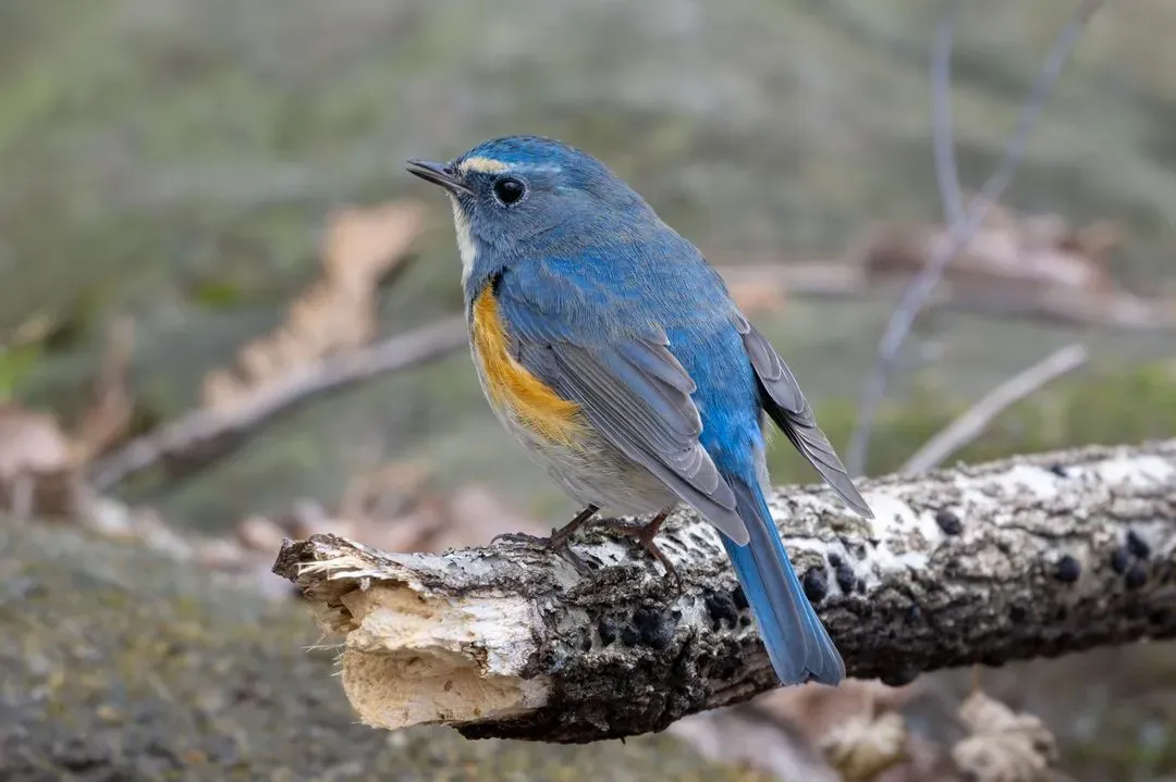 Species Image