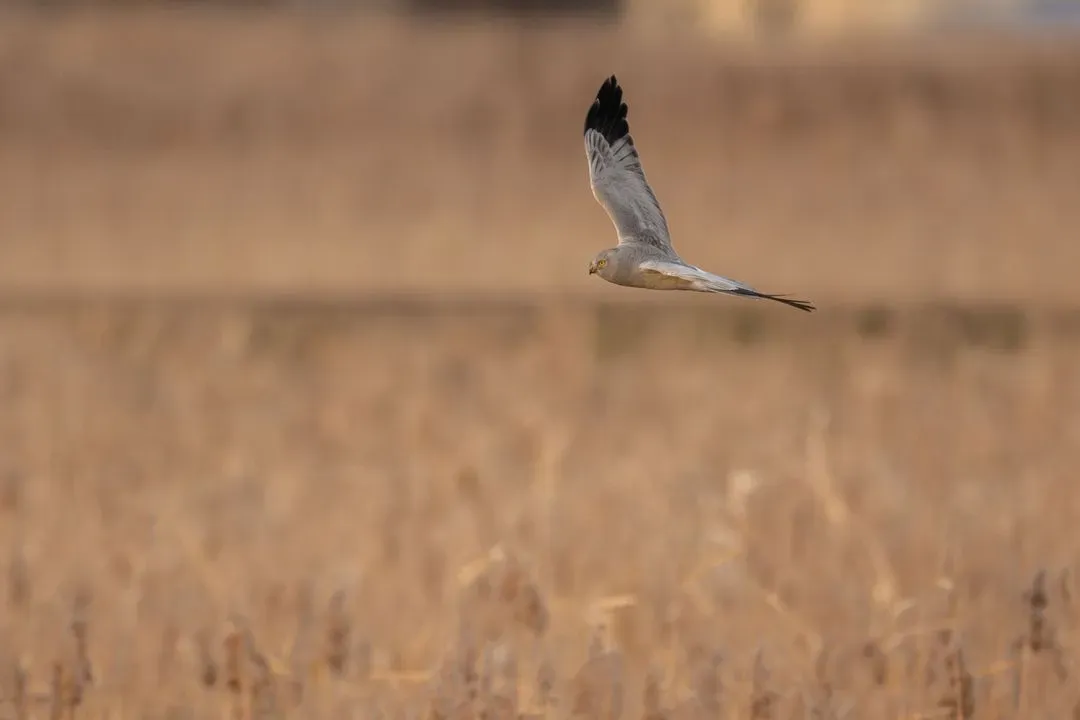 Species Image