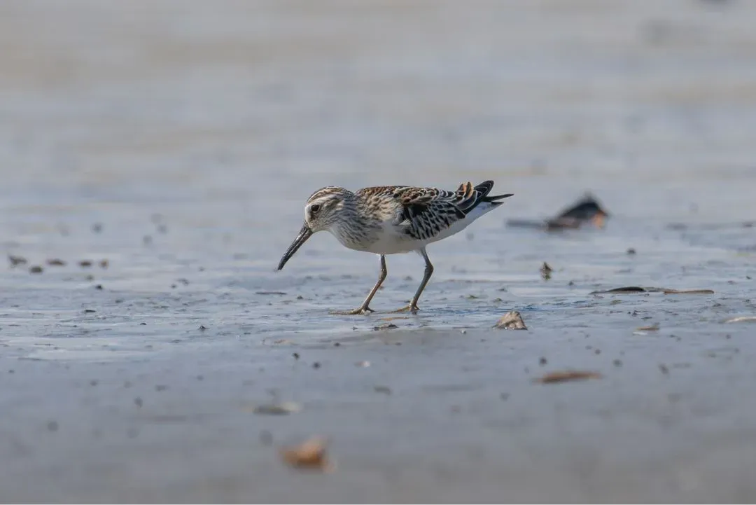 Species Image