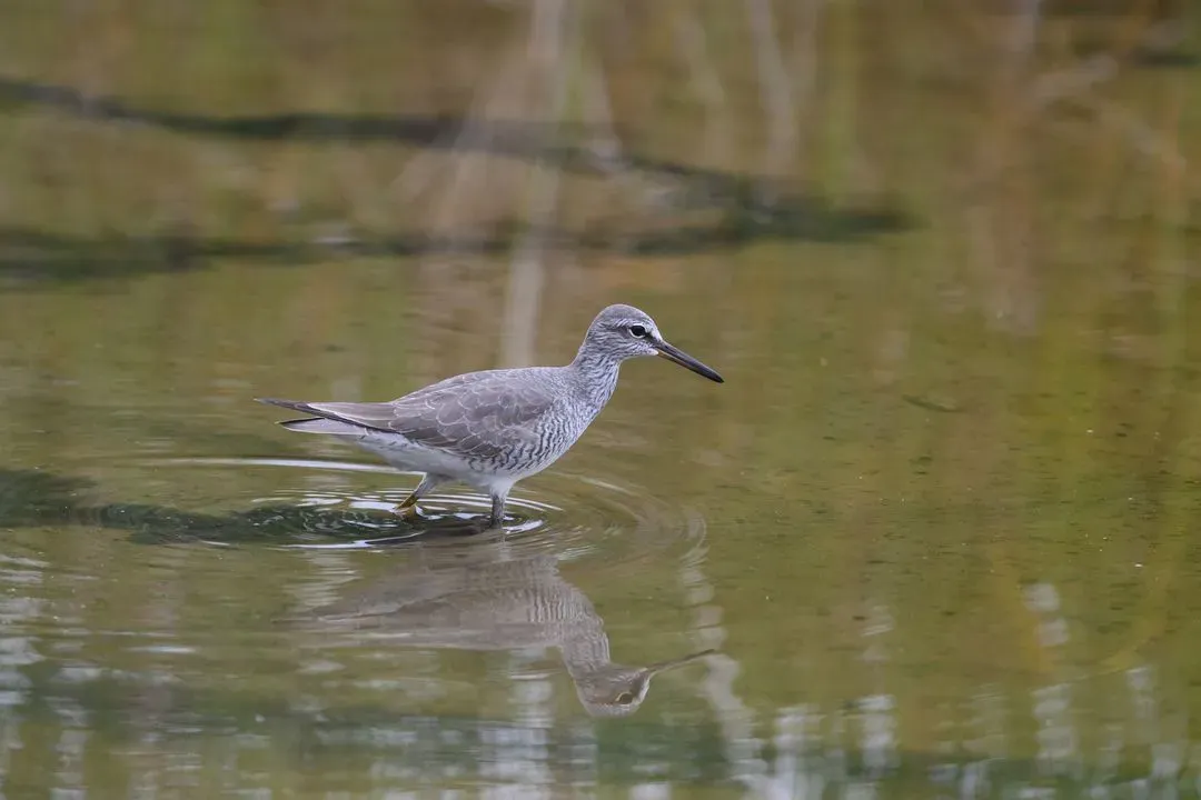 Species Image