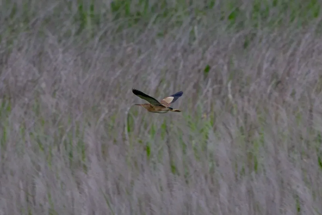 Species Image